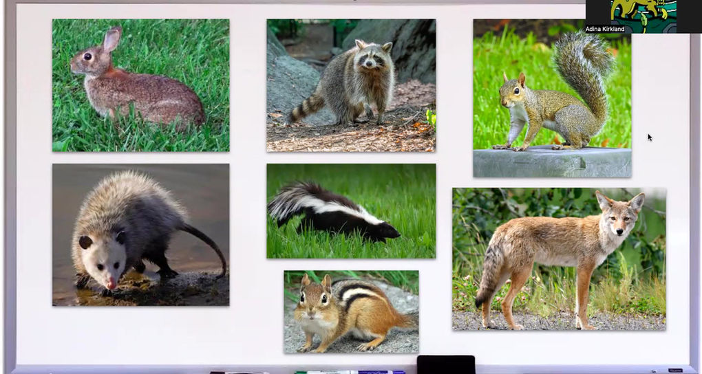 The Importance of Wildlife Rehabilitation